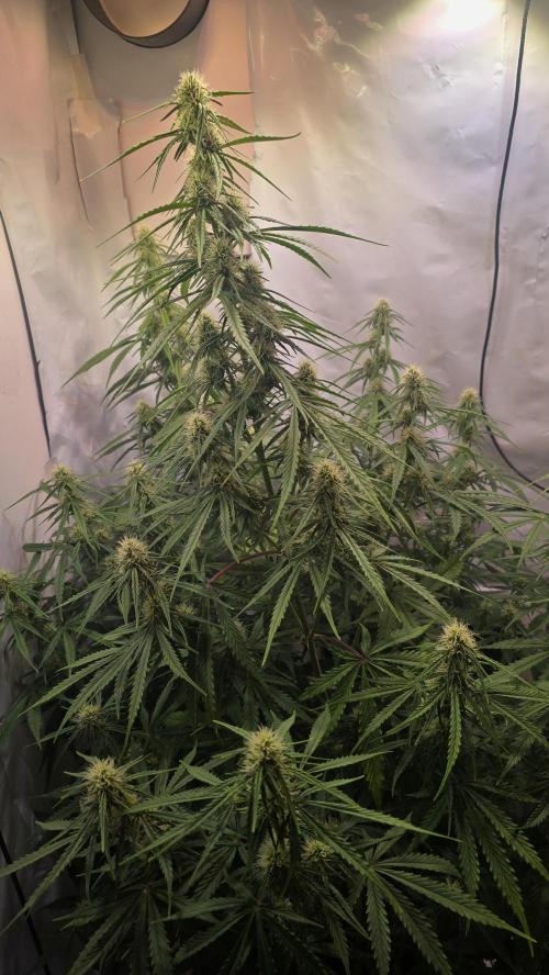 Violett Face Auto. Week 7