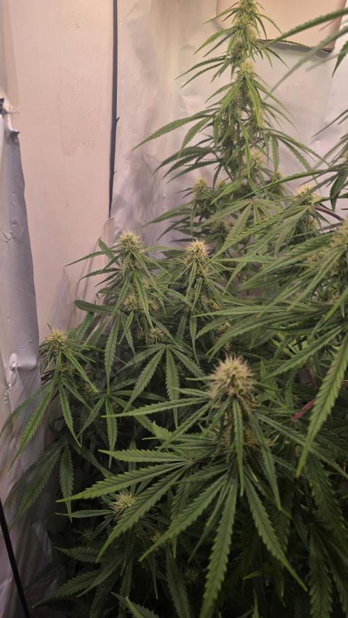Violett Face Auto. Week 7