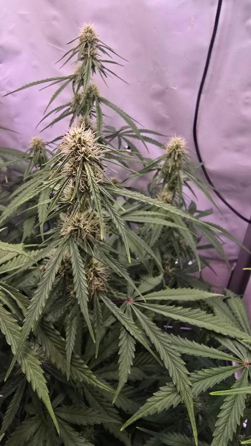 Violett Face Auto. Week 7