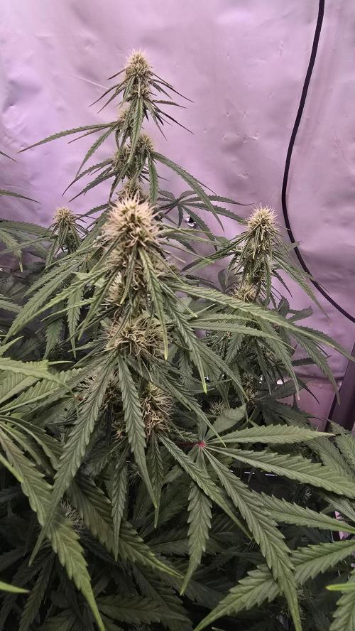 Violett Face Auto. Week 7