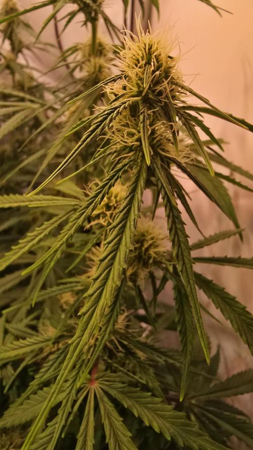 Violett Face Auto. Week 7