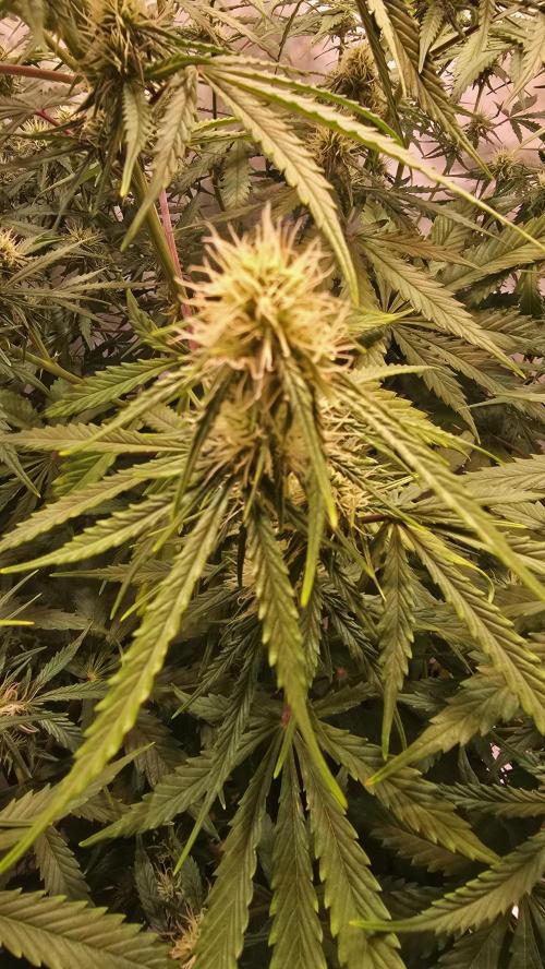 Violett Face Auto. Week 7