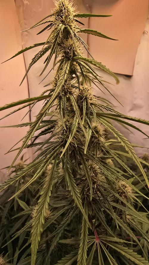Violett Face Auto. Week 7