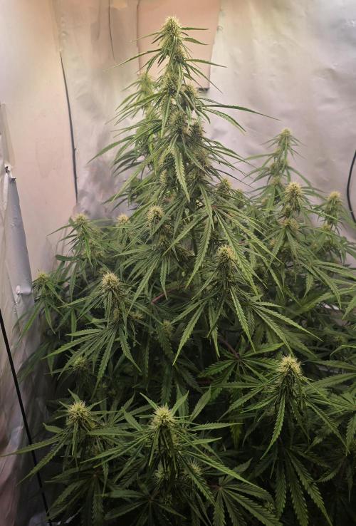 Violett Face Auto. Week 7