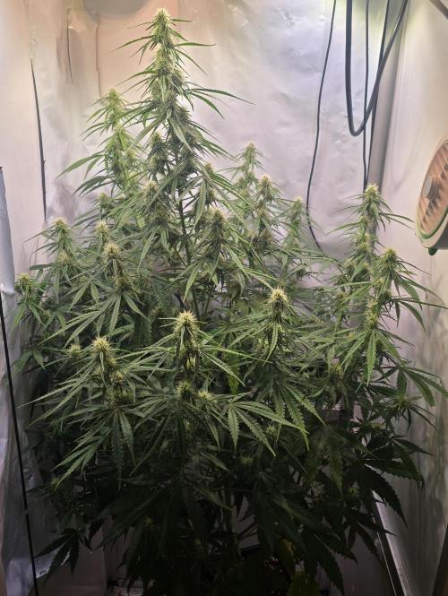 Violett Face Auto. Week 7