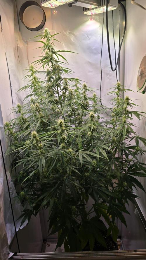 Violett Face Auto. Week 7