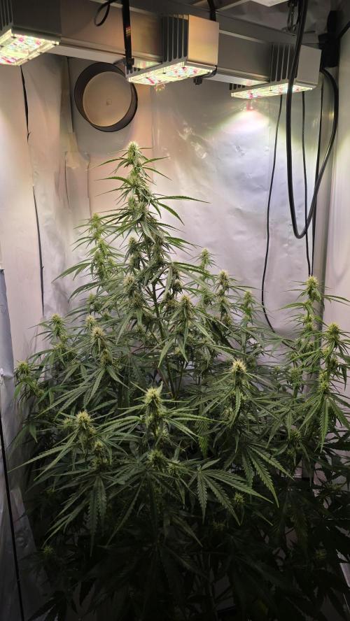 Violett Face Auto. Week 7