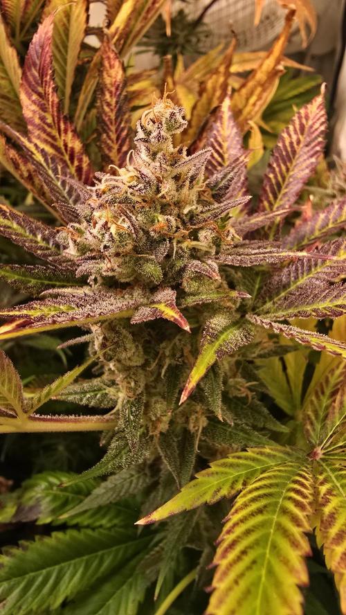 Lemon Mandarin #2. Week 15