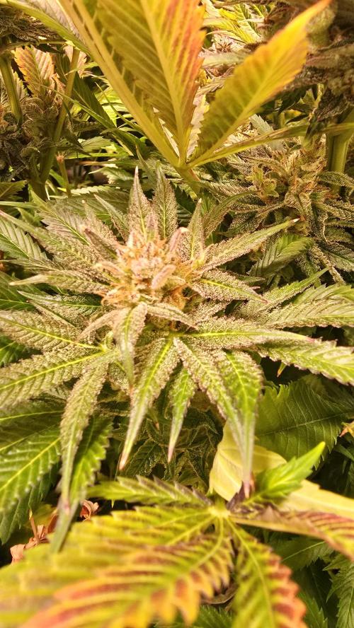 Lemon Mandarin #2. Week 15