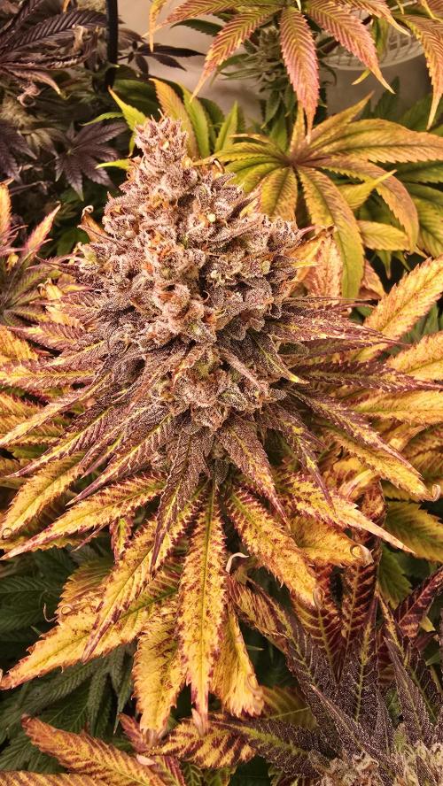 Lemon Mandarin #2. Week 15