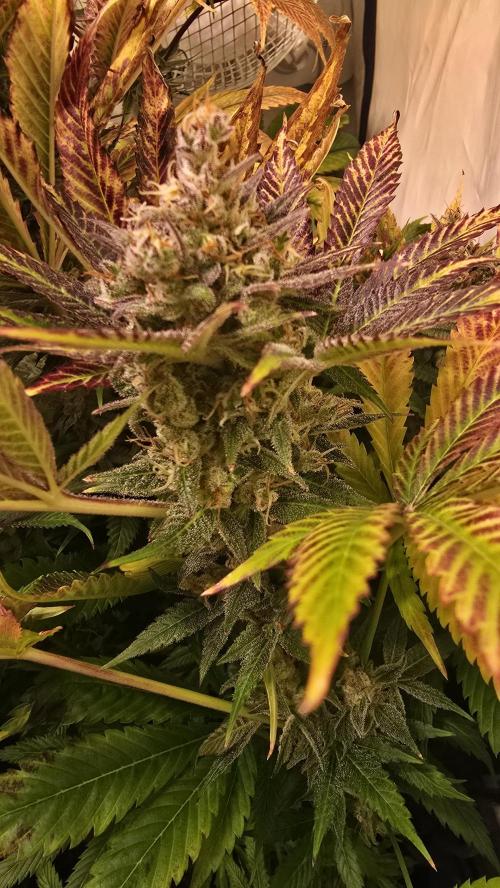 Lemon Mandarin #2. Week 15