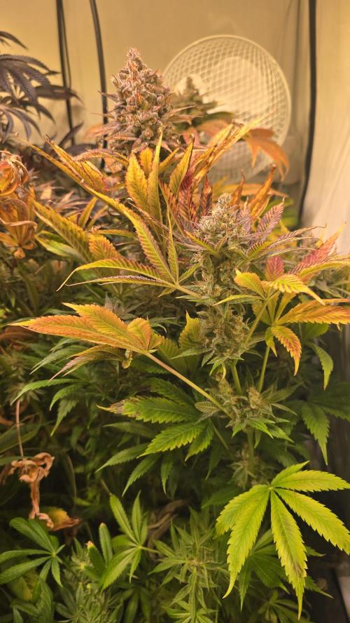 Lemon Mandarin #2. Week 15