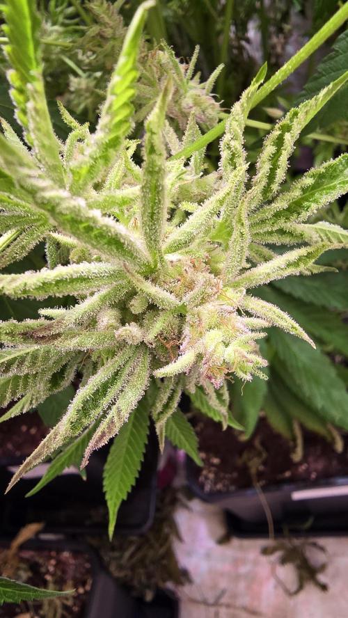 Guava Spritz. Week 15