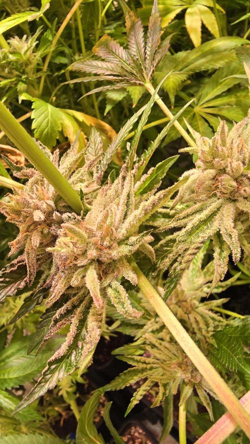 Guava Spritz. Week 15