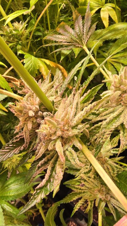 Guava Spritz. Week 15