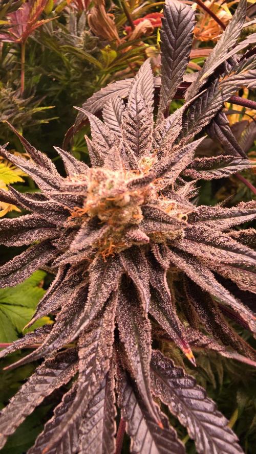 Guava Spritz. Week 15