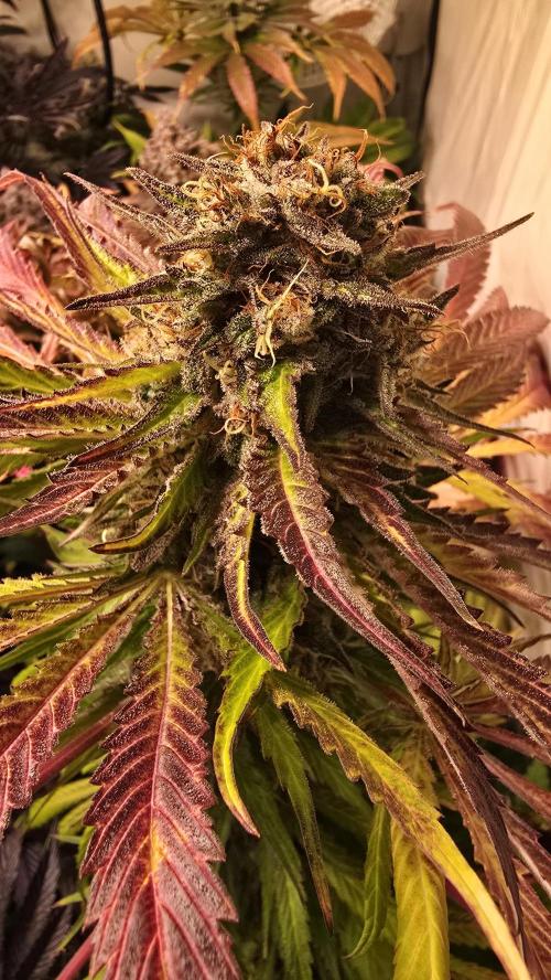 A.Moonrocks #3. Week 15