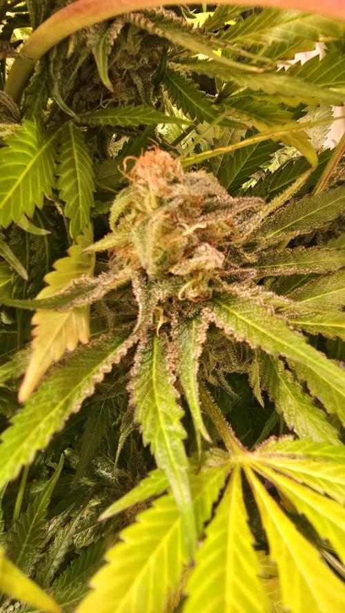 A.Moonrocks #3. Week 15