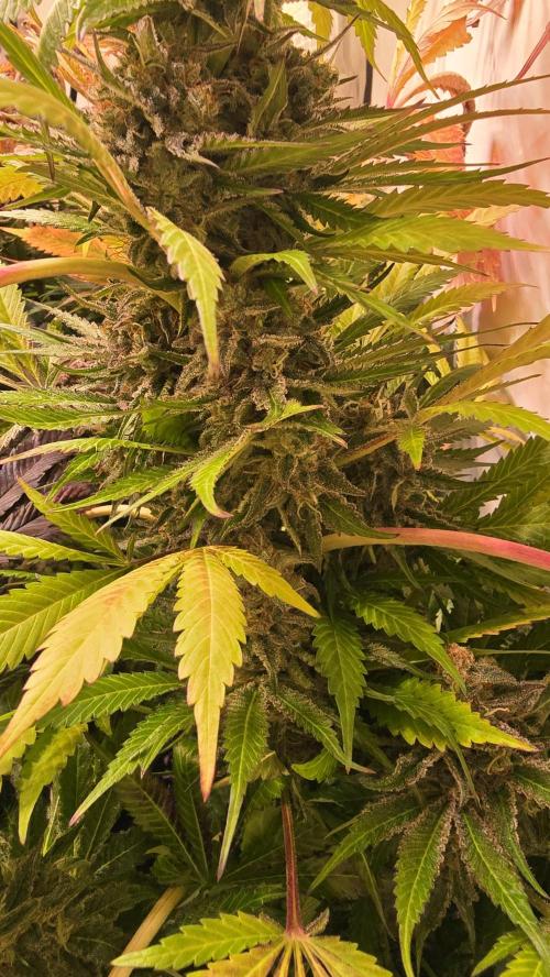 A.Moonrocks #3. Week 15