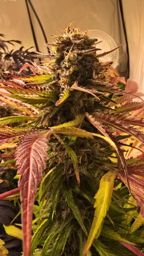 A.Moonrocks #3. Week 15