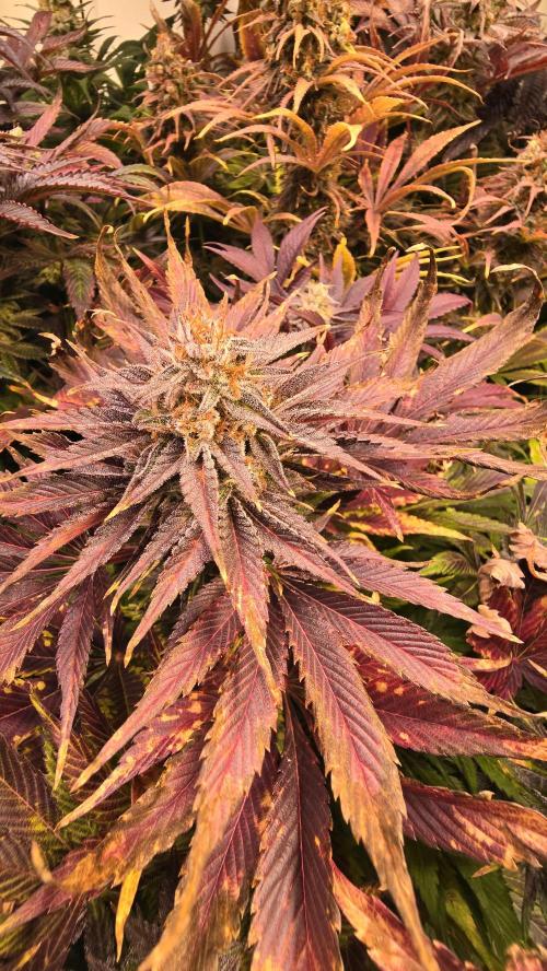 Mimosa Cherry Kush. Week 15