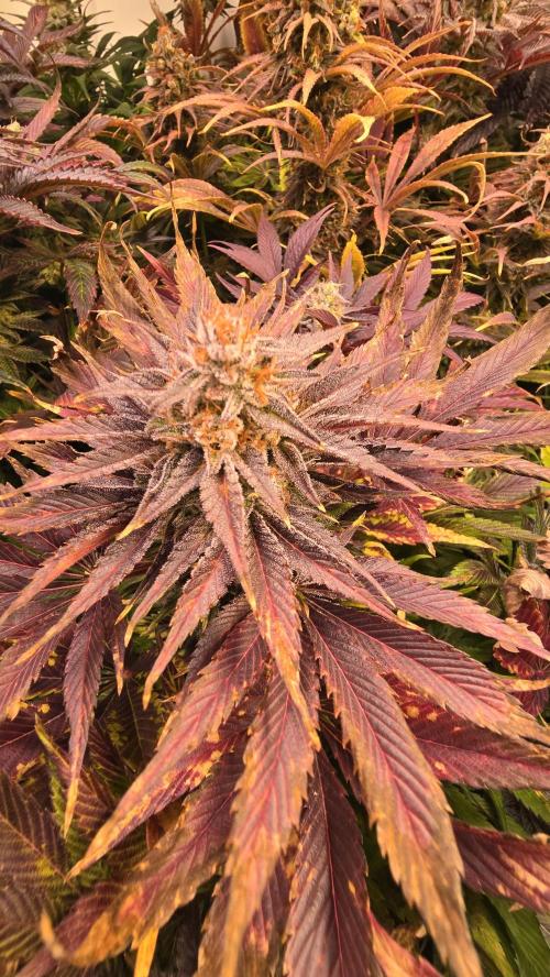 Mimosa Cherry Kush. Week 15