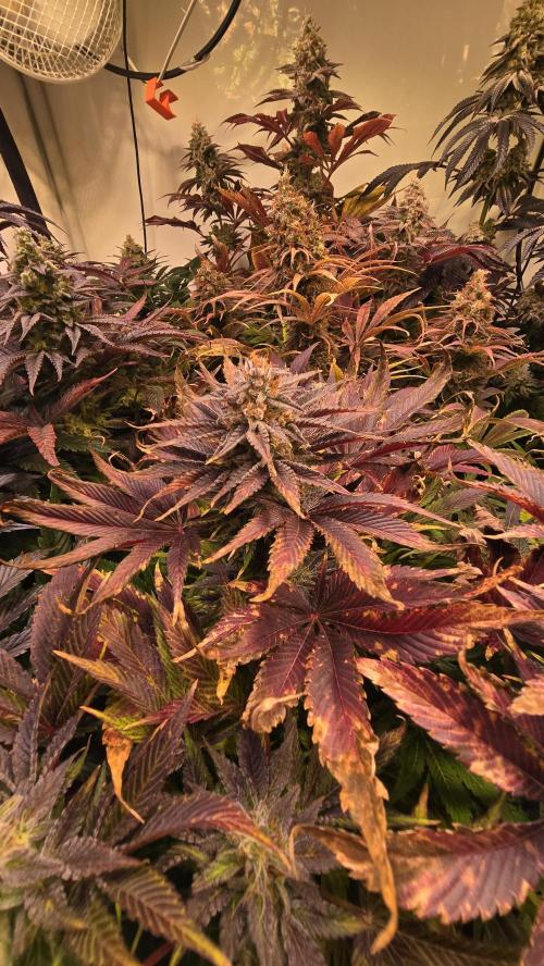 Mimosa Cherry Kush. Week 15