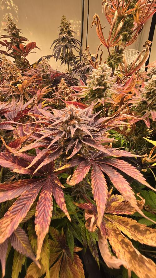Mimosa Cherry Kush. Week 15