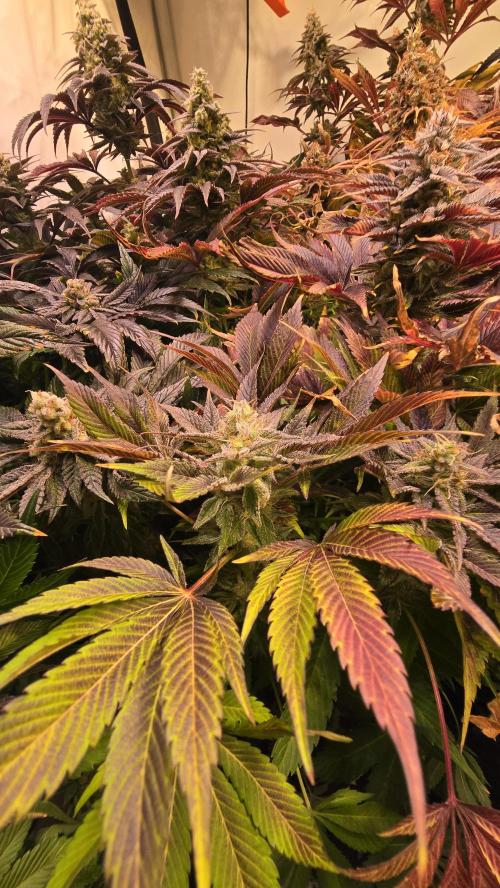 Mimosa Cherry Kush. Week 15