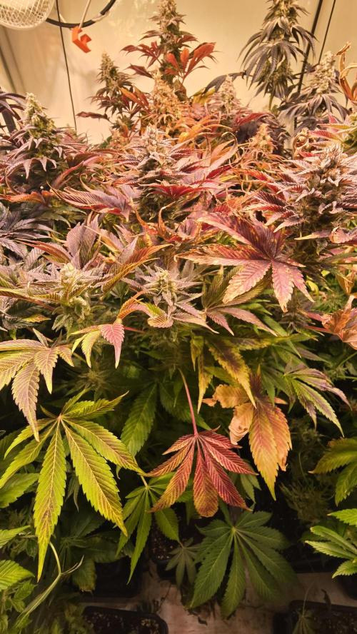 Mimosa Cherry Kush. Week 15