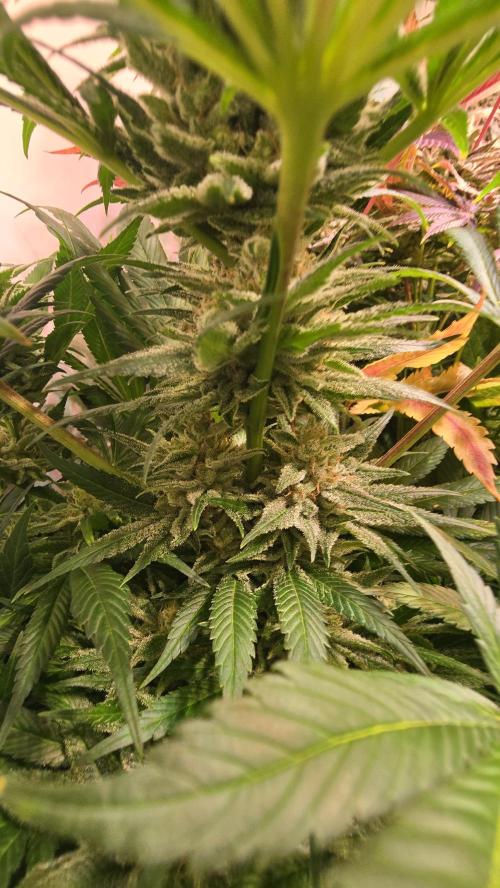 Biscotti Vanilla. Week 15