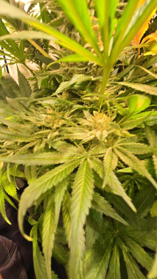 Biscotti Vanilla. Week 15
