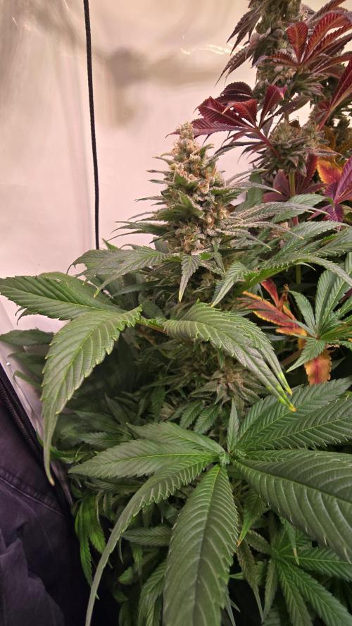 Biscotti Vanilla. Week 15