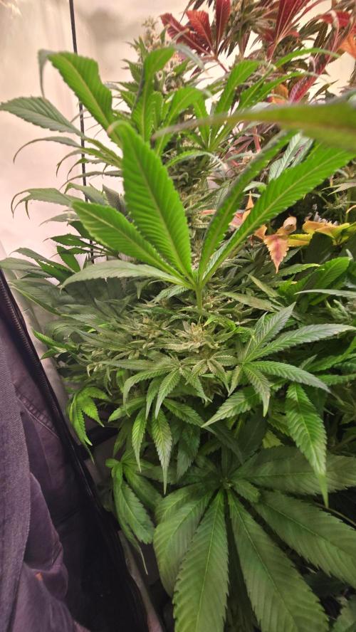 Biscotti Vanilla. Week 15