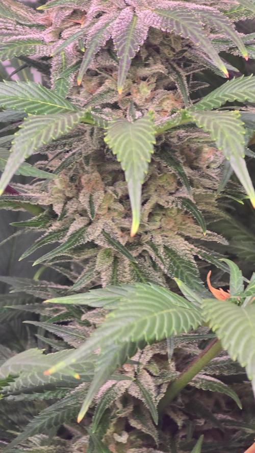 Biscotti Vanilla. Week 15
