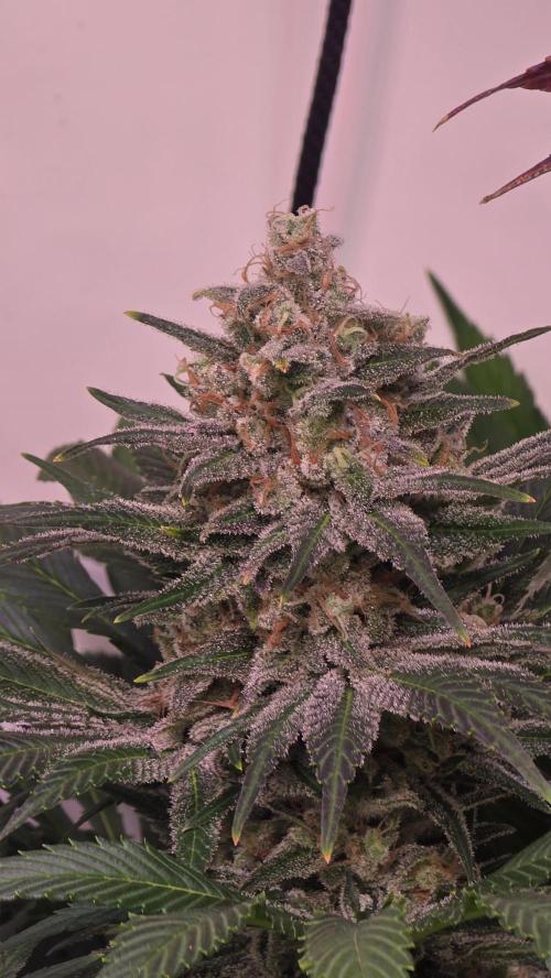 Biscotti Vanilla. Week 15