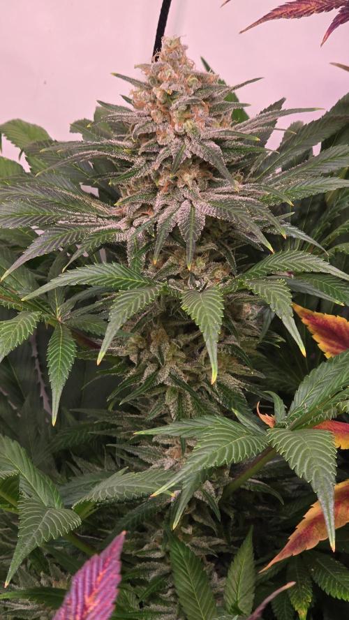 Biscotti . Week 15