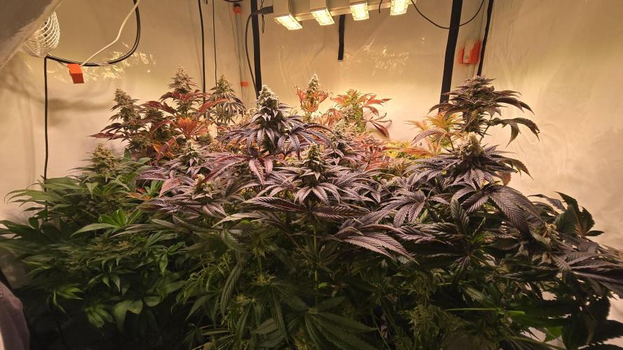 Fishy Zoap. Week 15