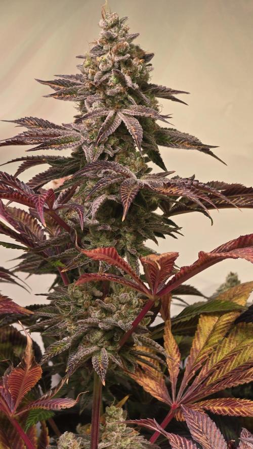 Fishy Zoap. Week 15