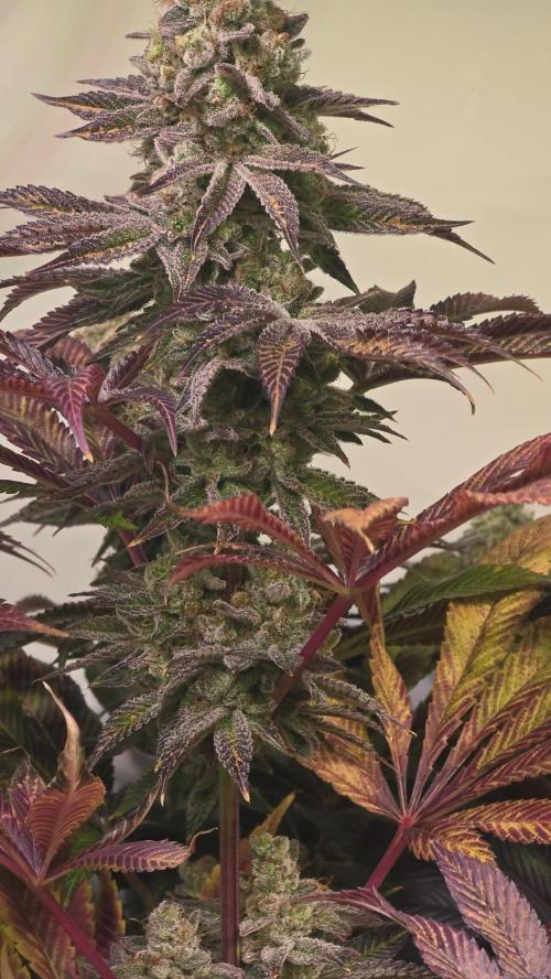 Fishy Zoap. Week 15