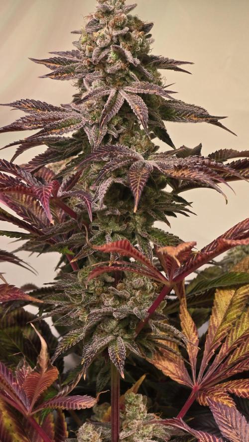 Fishy Zoap. Week 15