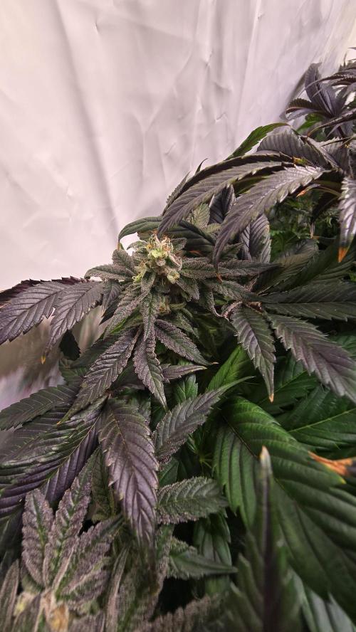 Drizle Pickle. Week 15