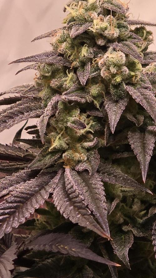 Barcelona Puff. Week 15