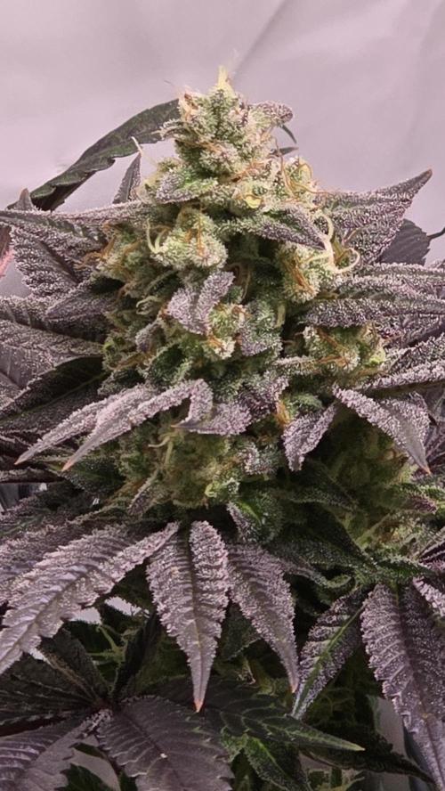 Barcelona Puff. Week 15