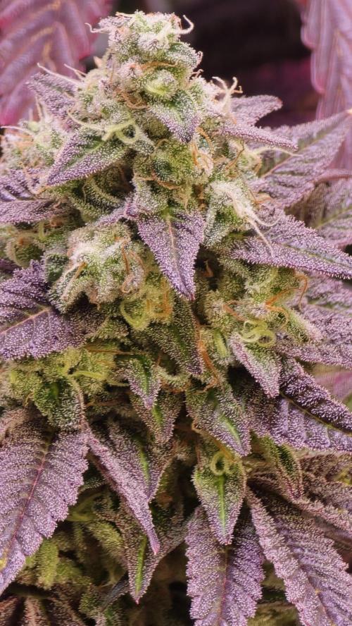 Barcelona Puff. Week 15