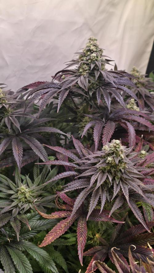 Barcelona Puff. Week 15