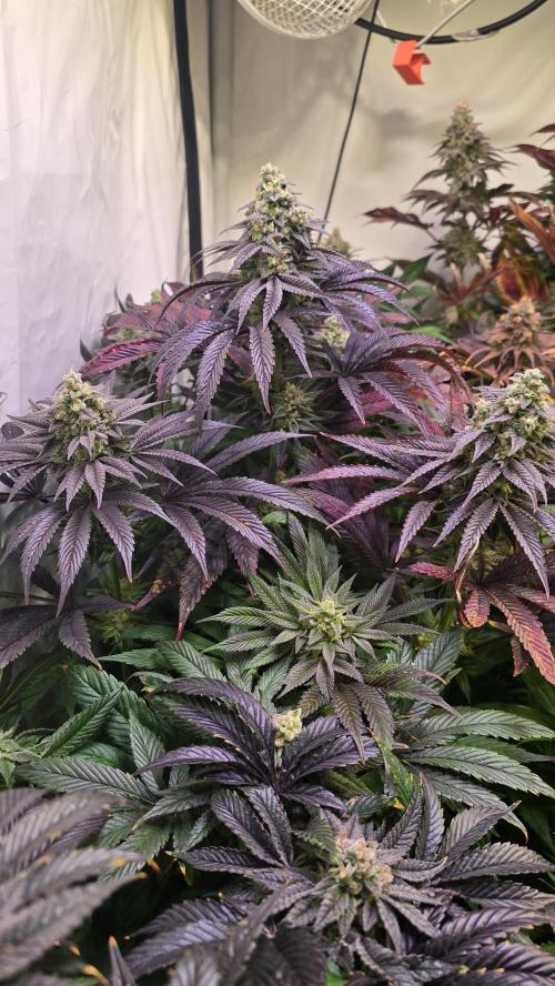 Barcelona Puff. Week 15