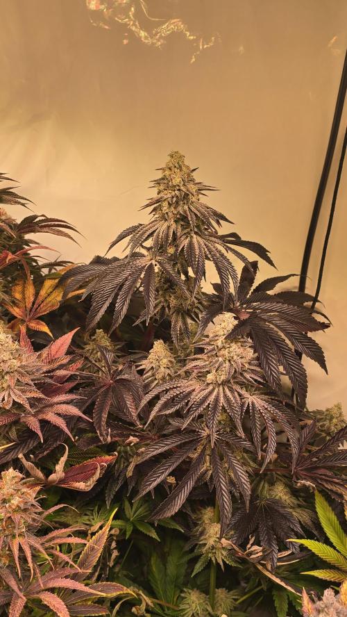 F.U.H. Week 15