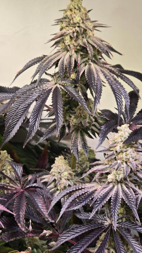 F.U.H. Week 15