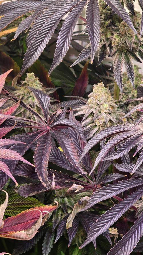 F.U.H. Week 15